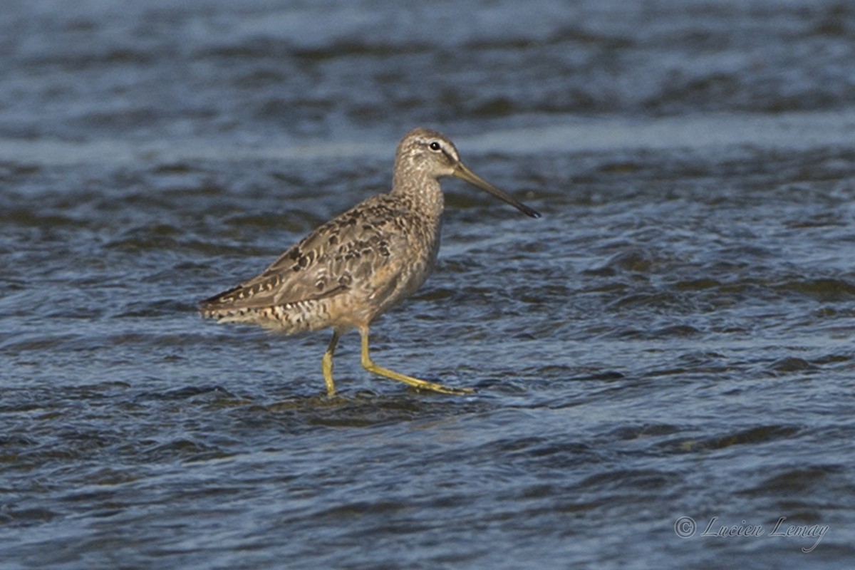 Long-billed Dowitcher - ML228184121