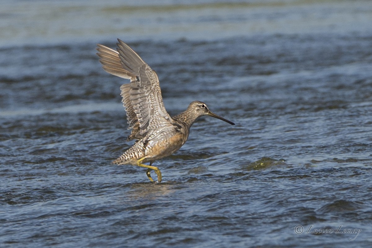 Long-billed Dowitcher - ML228184261
