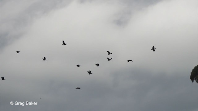 ibis jihoafrický - ML228185281