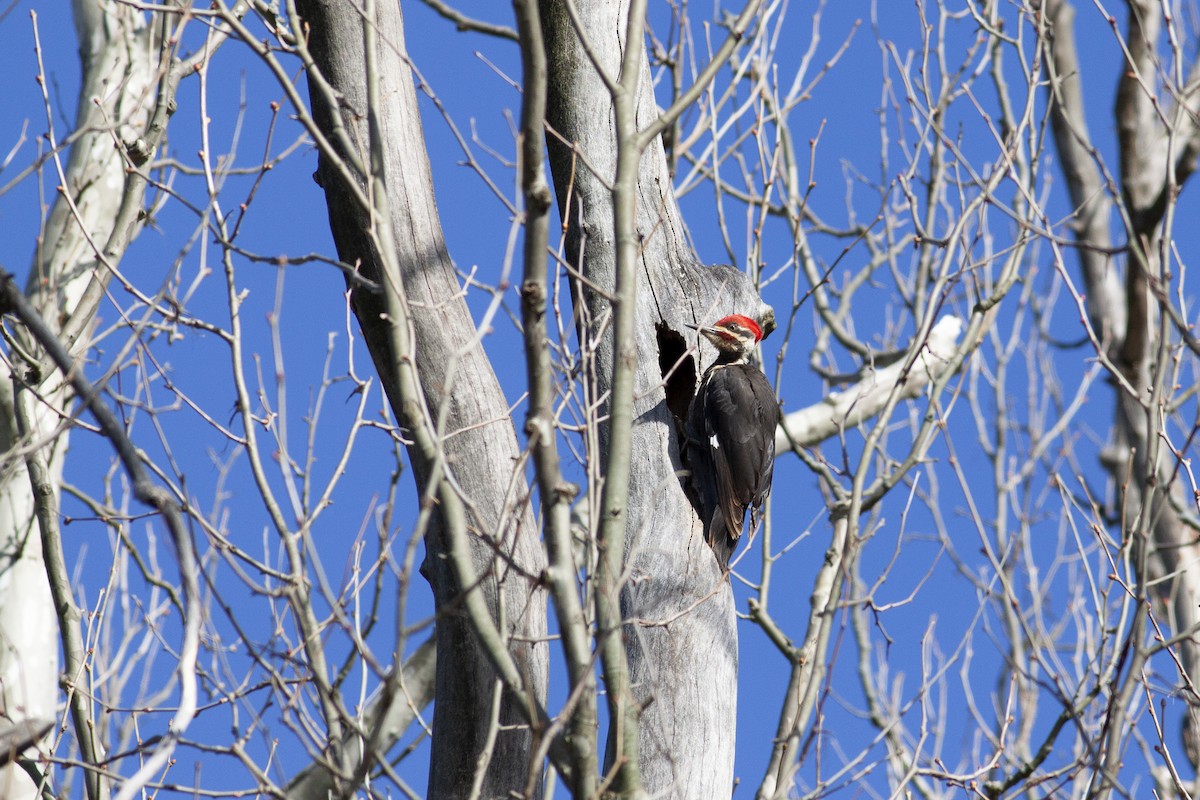 Pileated Woodpecker - ML228185781