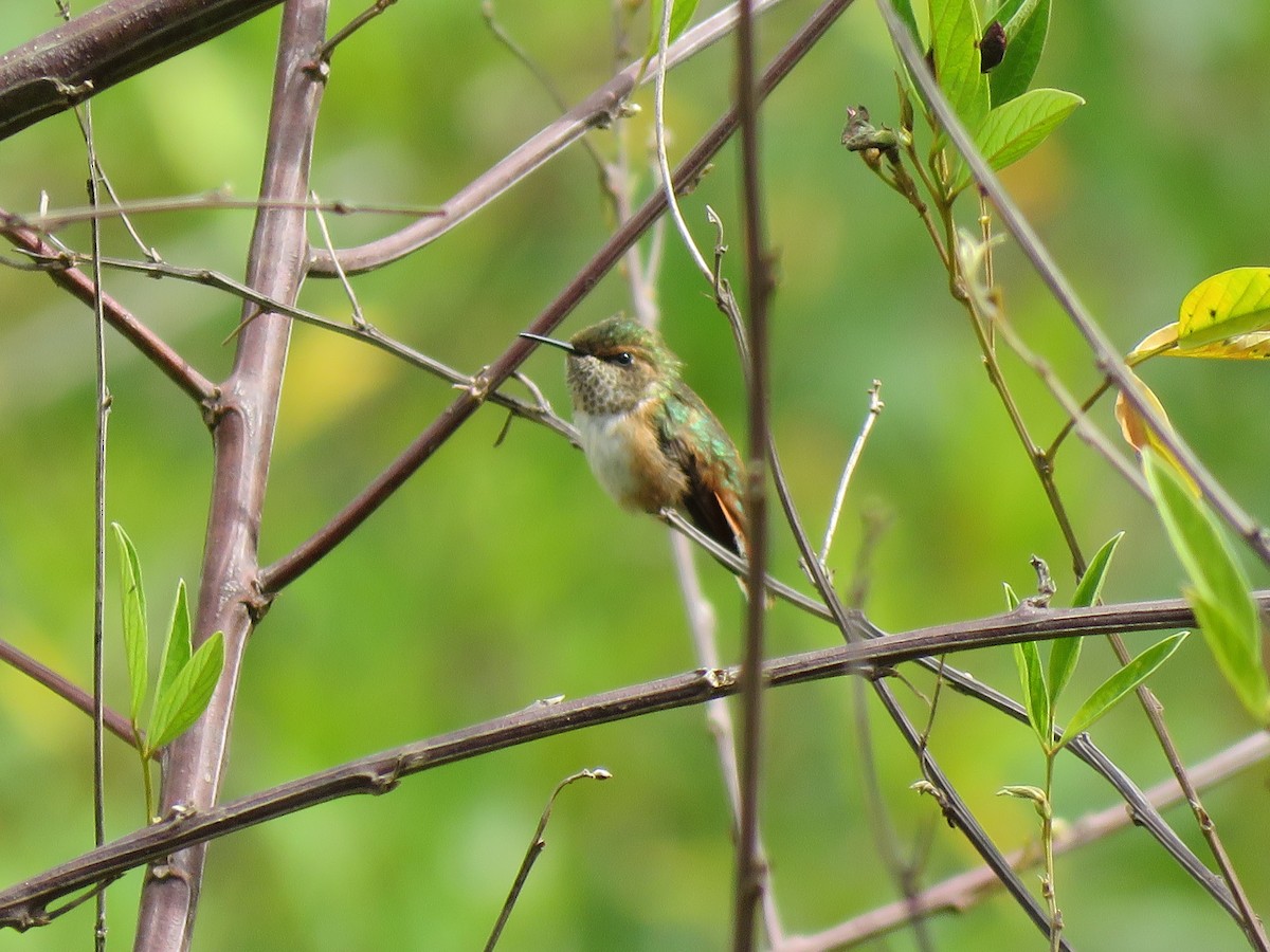 Scintillant Hummingbird - ML228186161