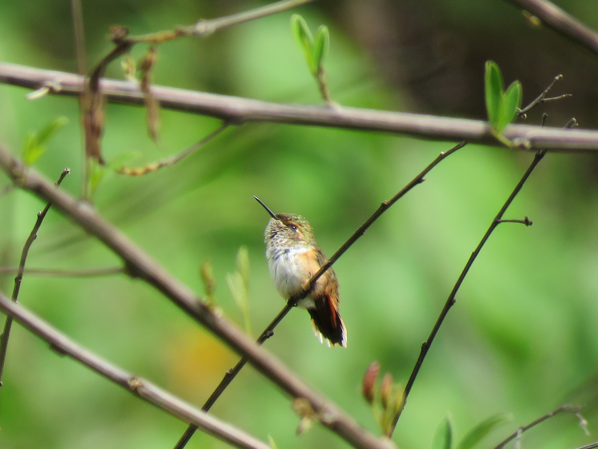 Scintillant Hummingbird - ML228186191