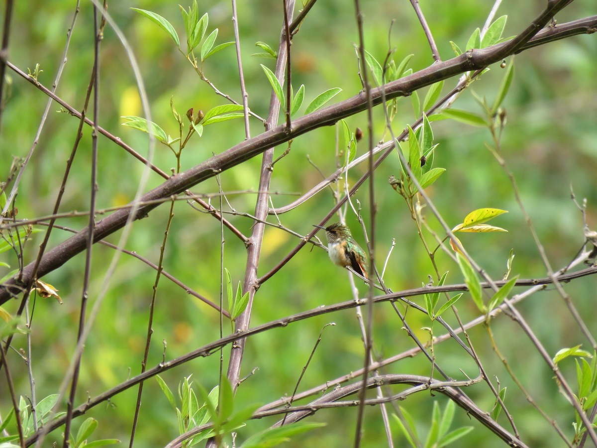 Scintillant Hummingbird - ML228186201