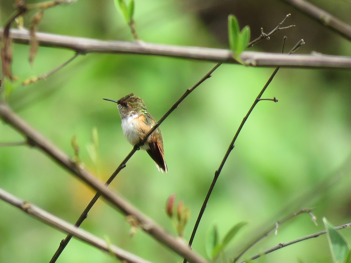 Scintillant Hummingbird - ML228186251