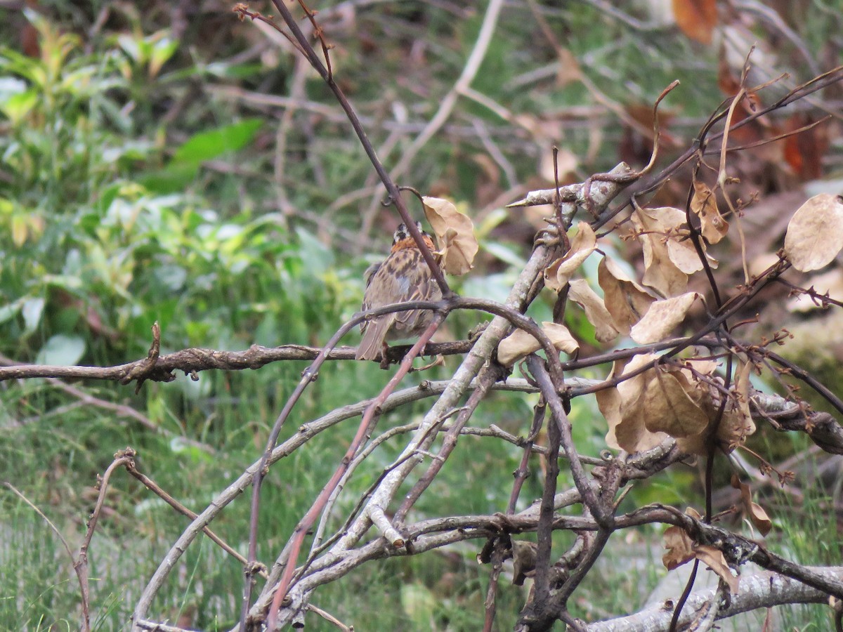 Rufous-collared Sparrow - ML228186461
