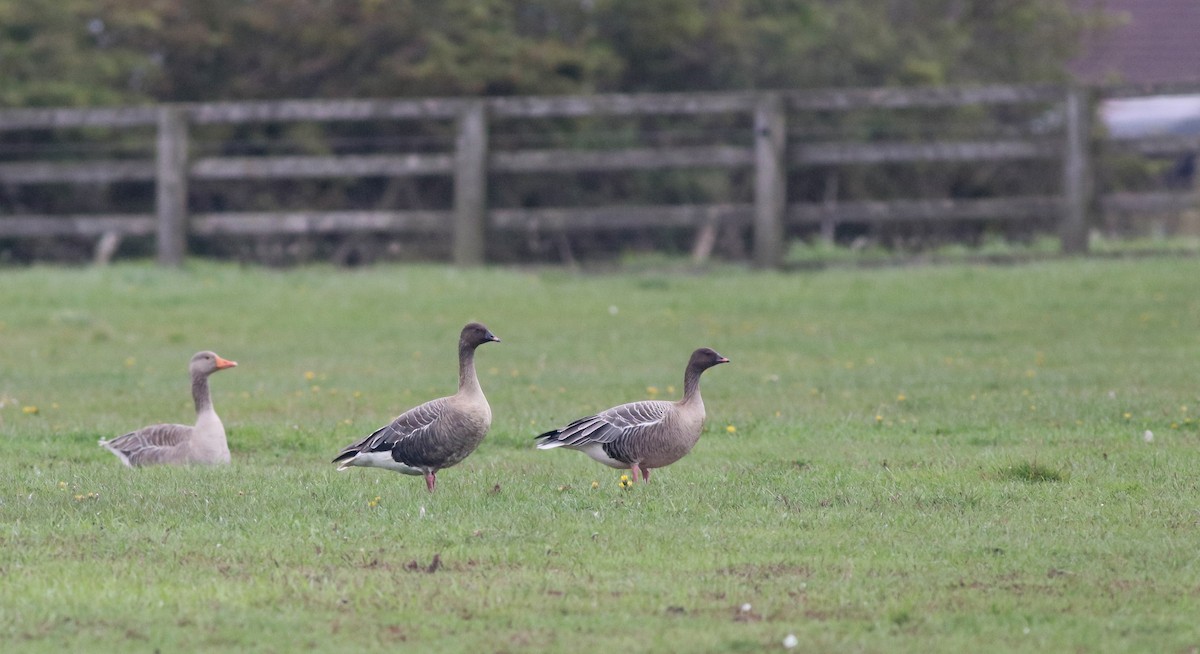 Pink-footed Goose - Bethan Clyne