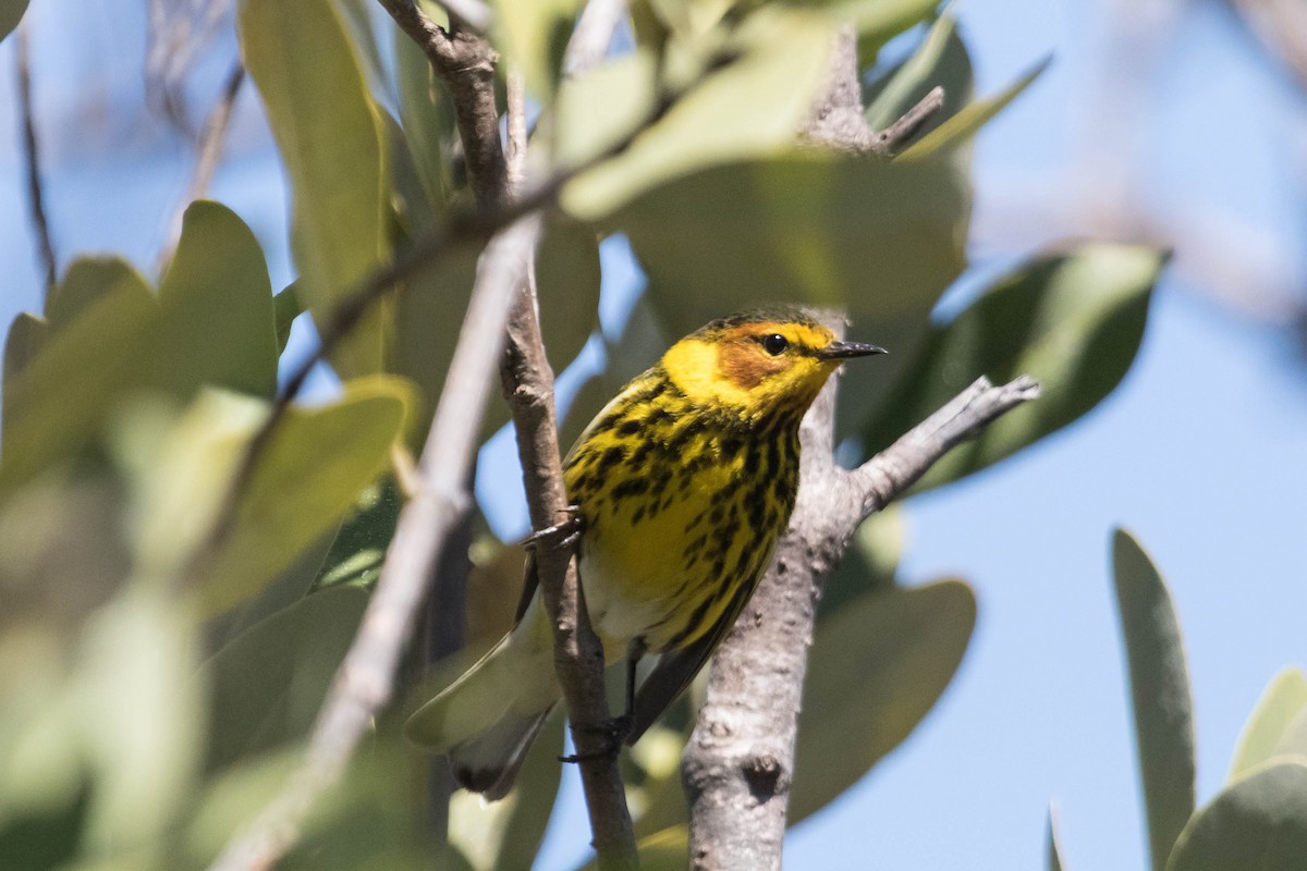 Cape May Warbler - Rick White