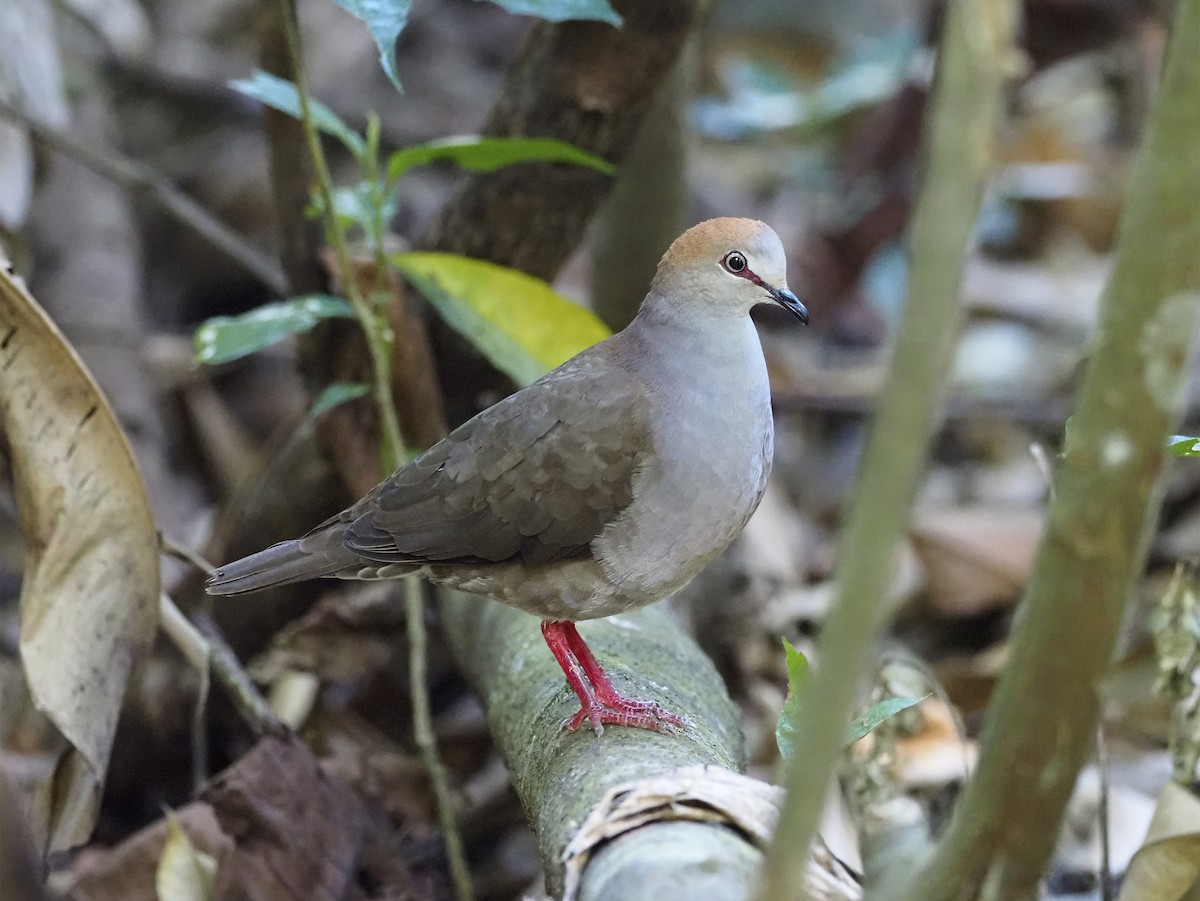 Gray-chested Dove - ML228193611
