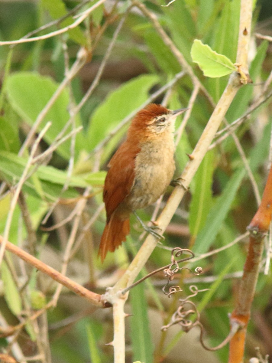 Rusty-backed Spinetail - ML228194701