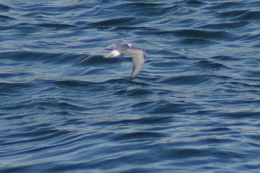 White-winged Tern - ML22819491
