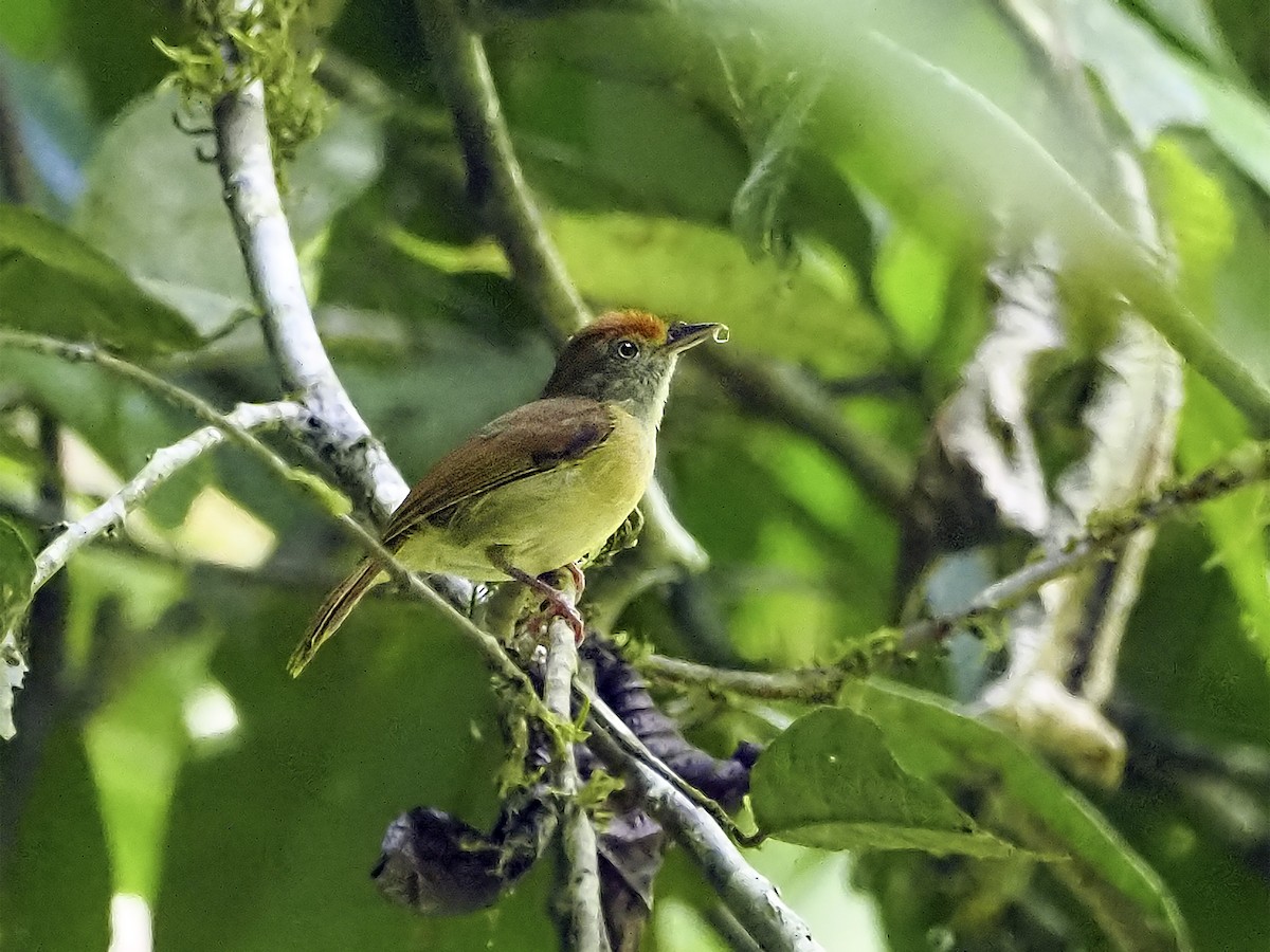 Tawny-crowned Greenlet - Manolo Arribas