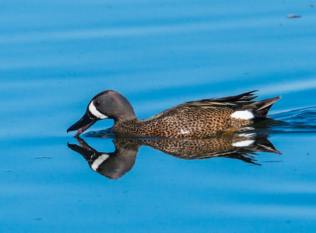 Blue-winged Teal - ML228196531
