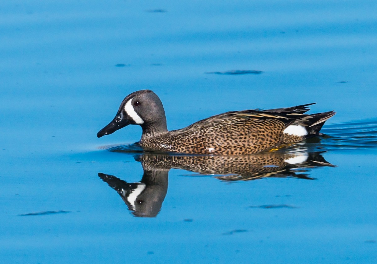 Blue-winged Teal - ML228196651