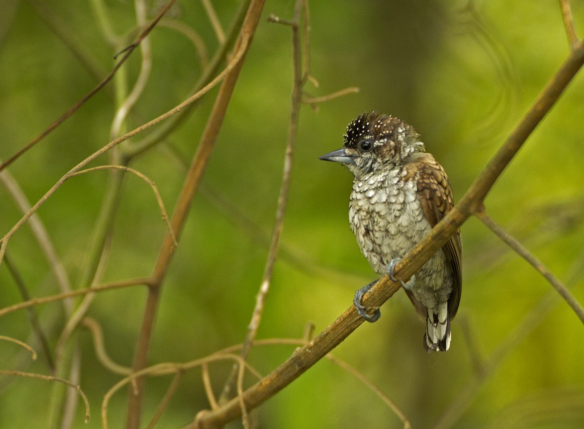 Scaled Piculet - ML228210271