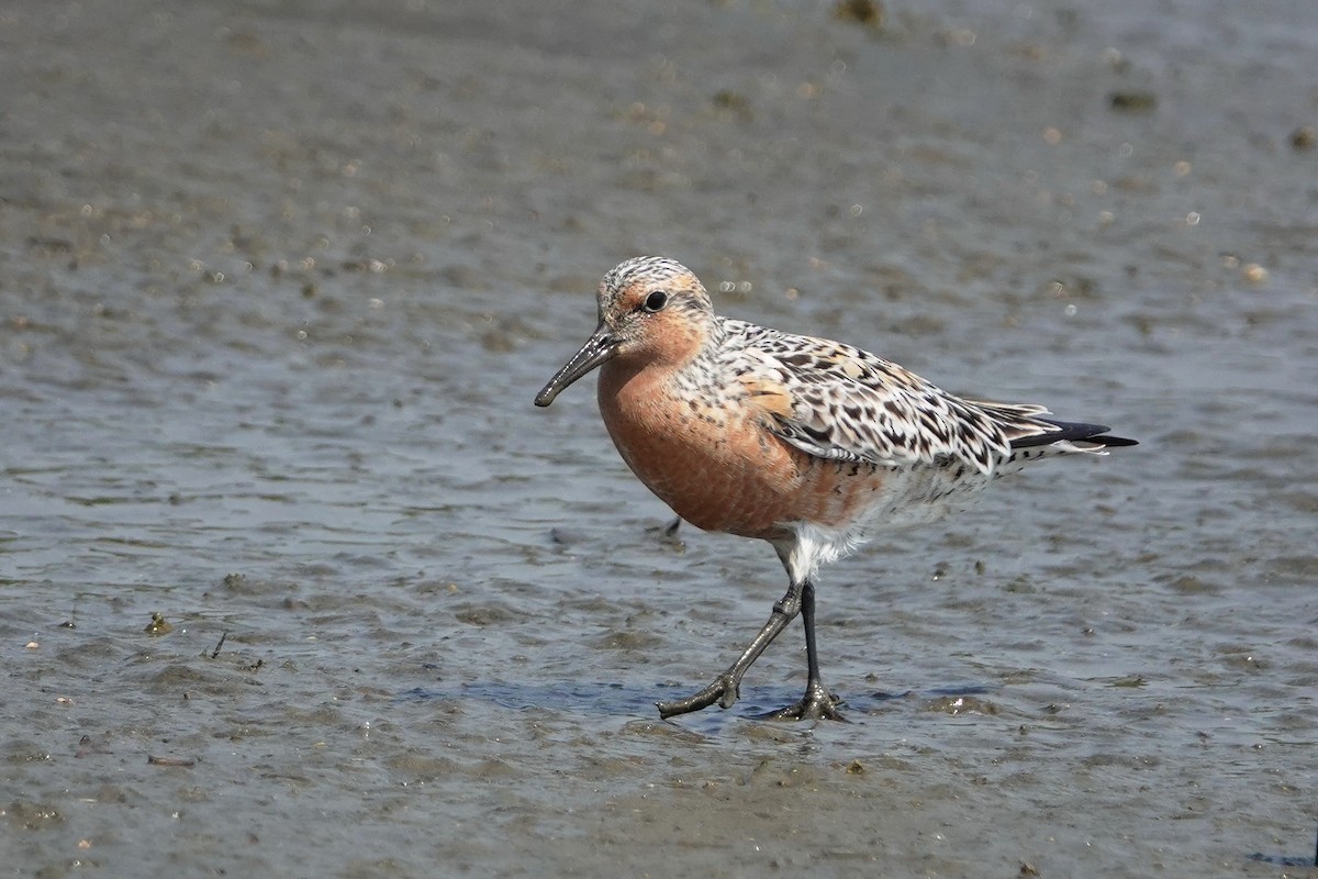 Red Knot - 莉娟 王