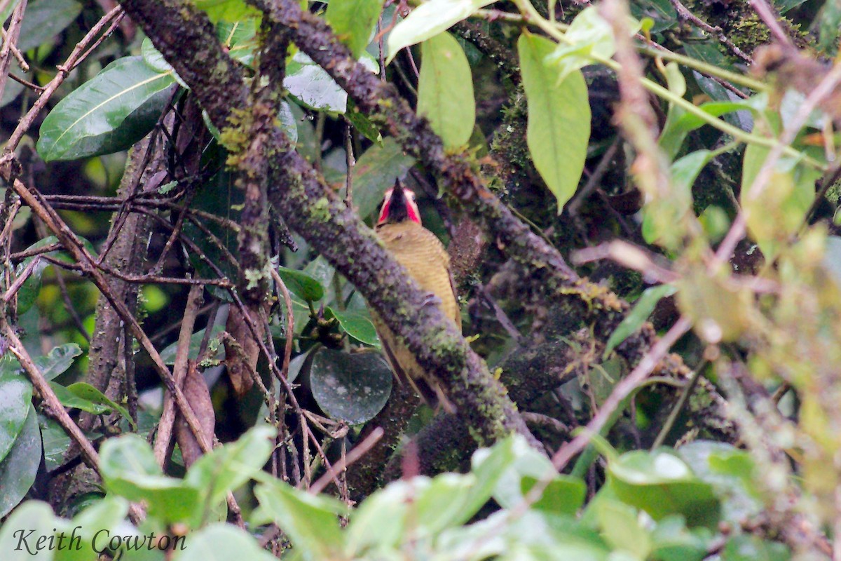 Golden-olive Woodpecker - Keith Cowton