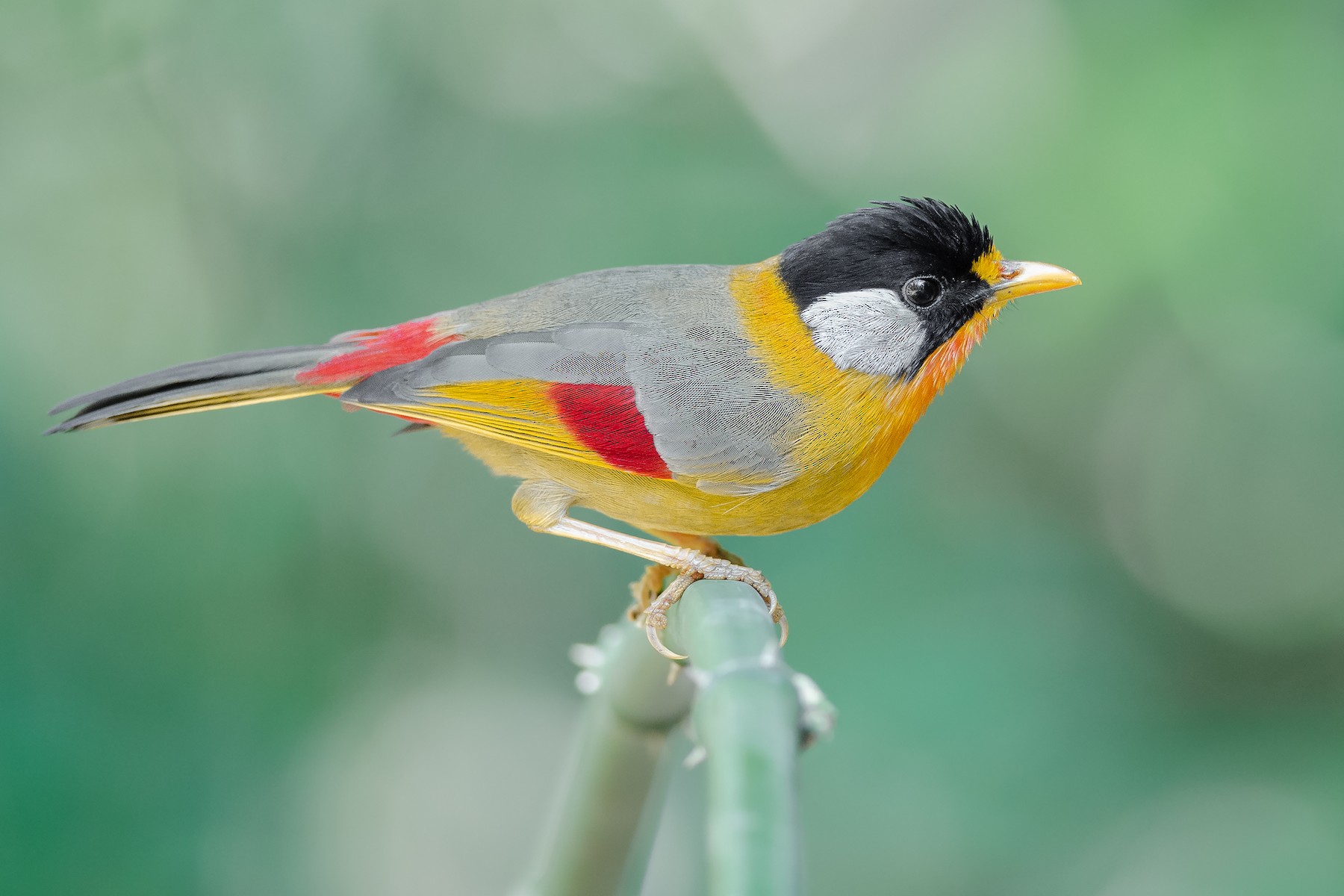 ゴシキソウシチョウ Argentauris グループ Ebird