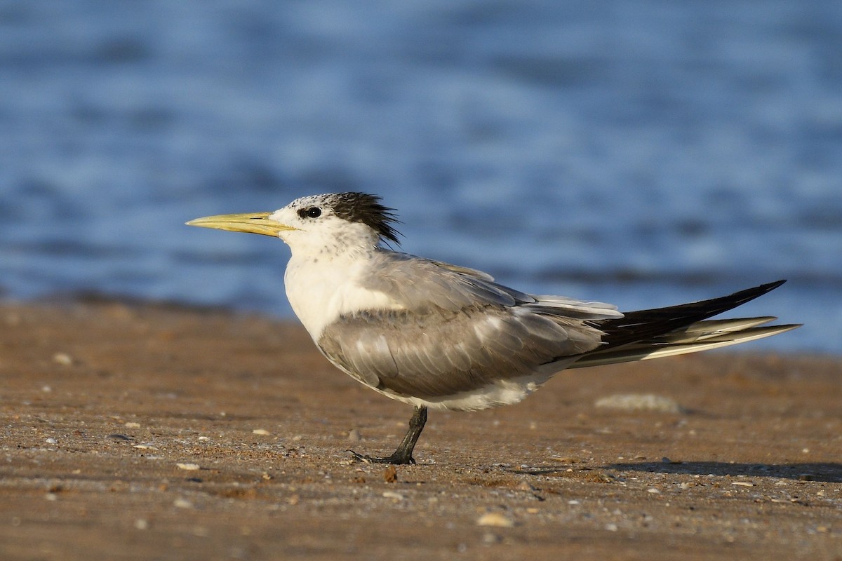 Great Crested Tern - ML228223561