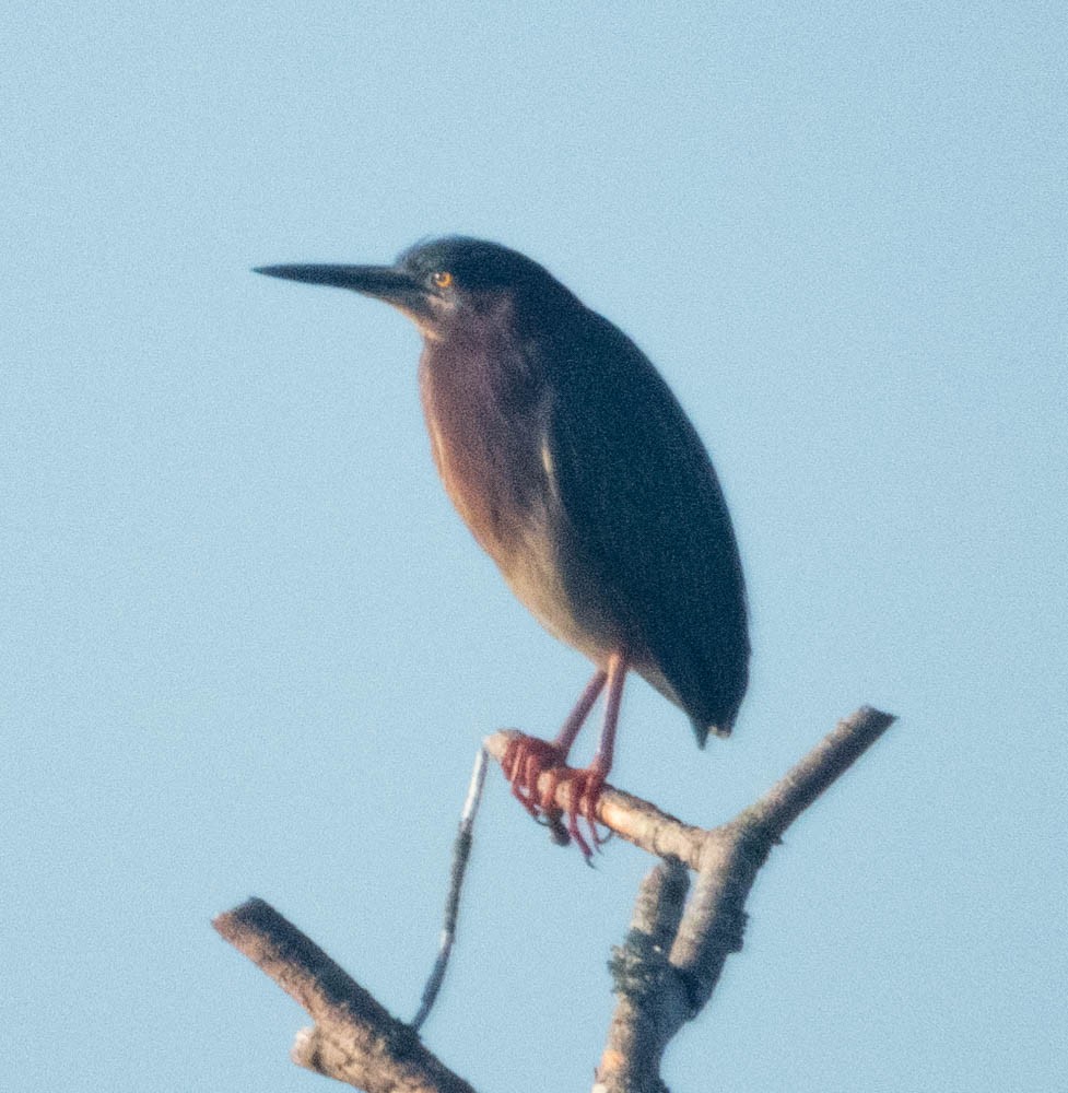 eBird Checklist 28 Apr 2020 Roanoke Island Marsh Game Land 28 species