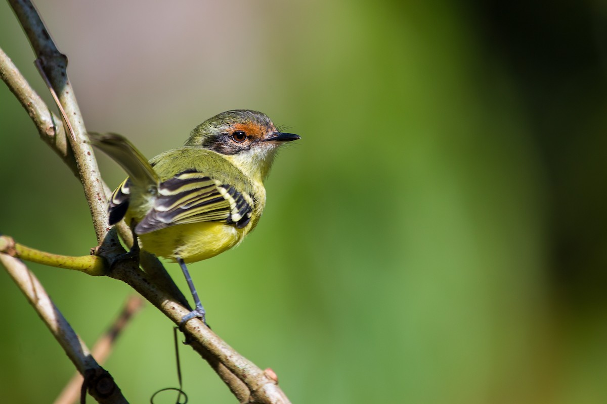 Rufous-lored Tyrannulet - Jhonathan Miranda - Wandering Venezuela Birding Expeditions