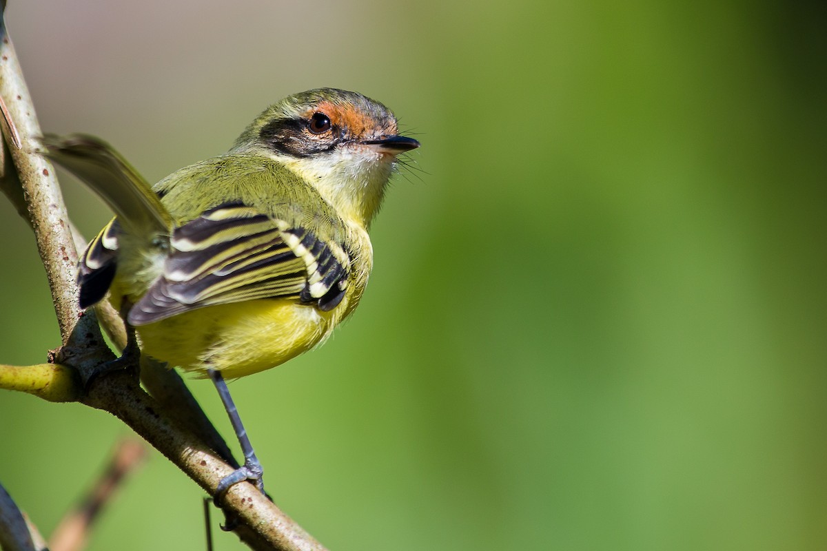 Rufous-lored Tyrannulet - Jhonathan Miranda - Wandering Venezuela Birding Expeditions