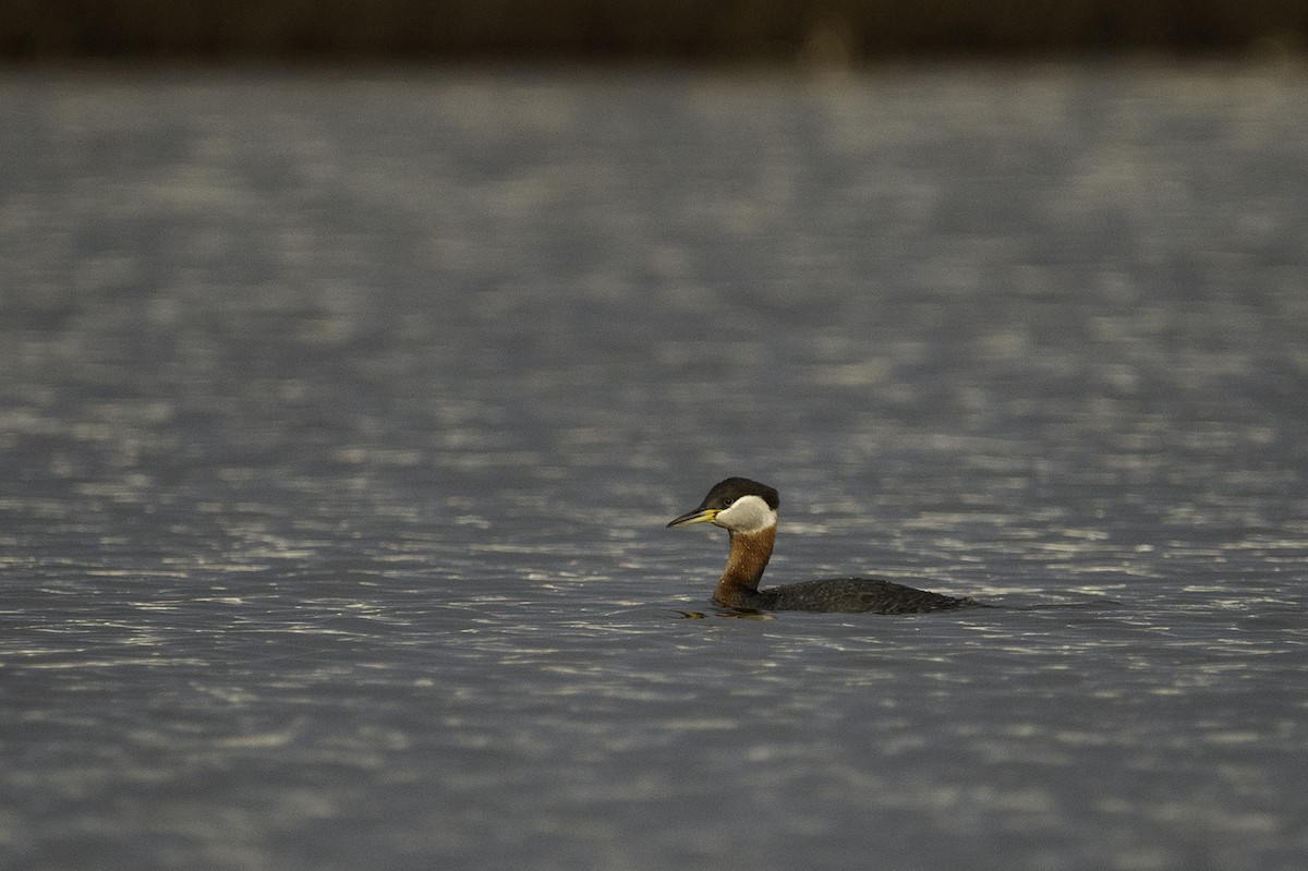 Red-necked Grebe - ML228233501