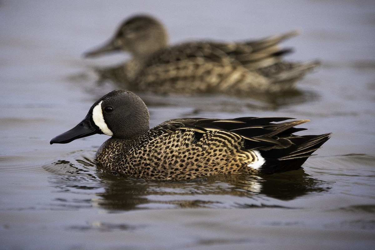 Blue-winged Teal - ML228233711