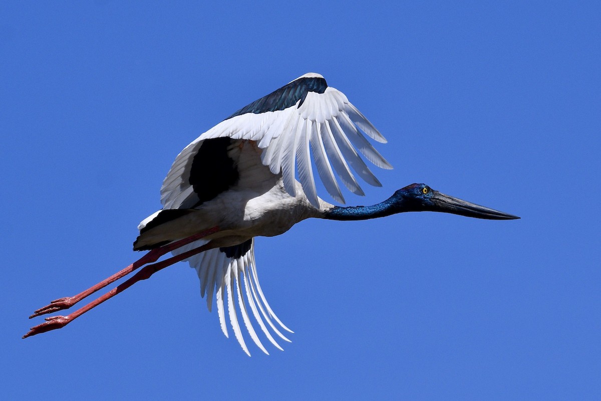 Black-necked Stork - Jacques Erard