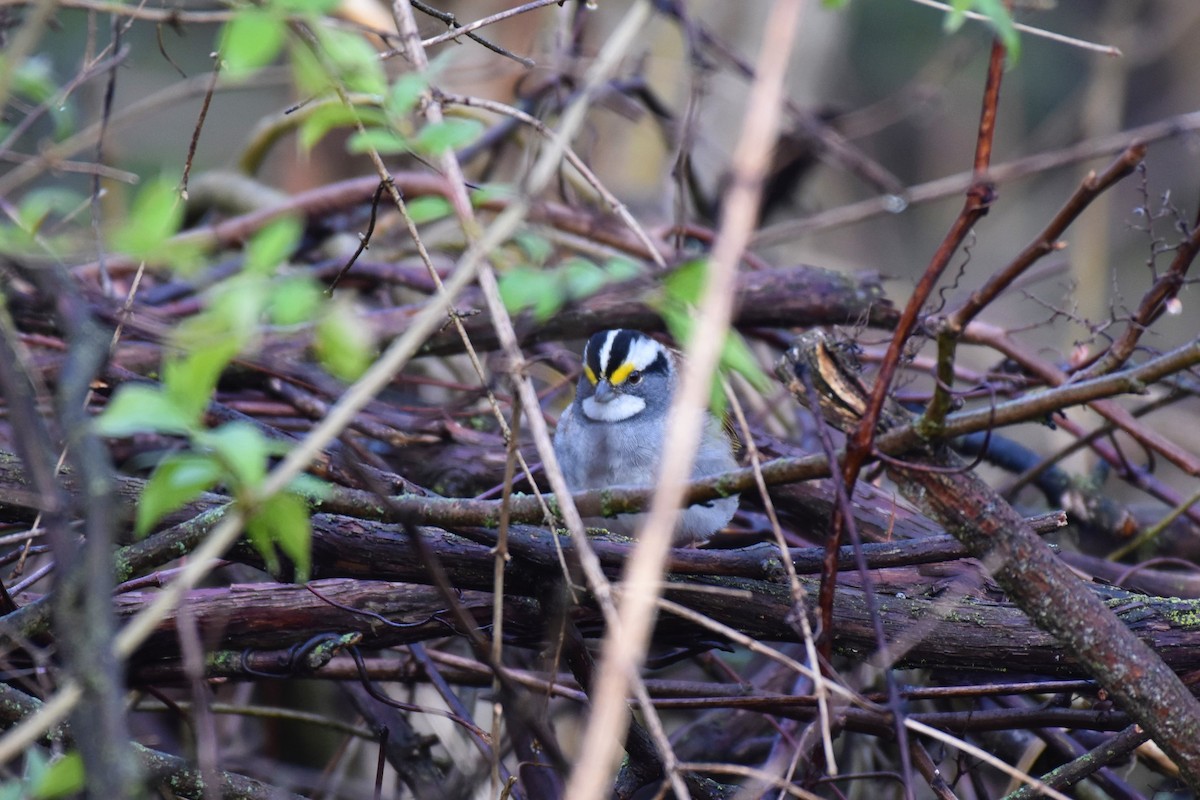 White-throated Sparrow - ML228235041