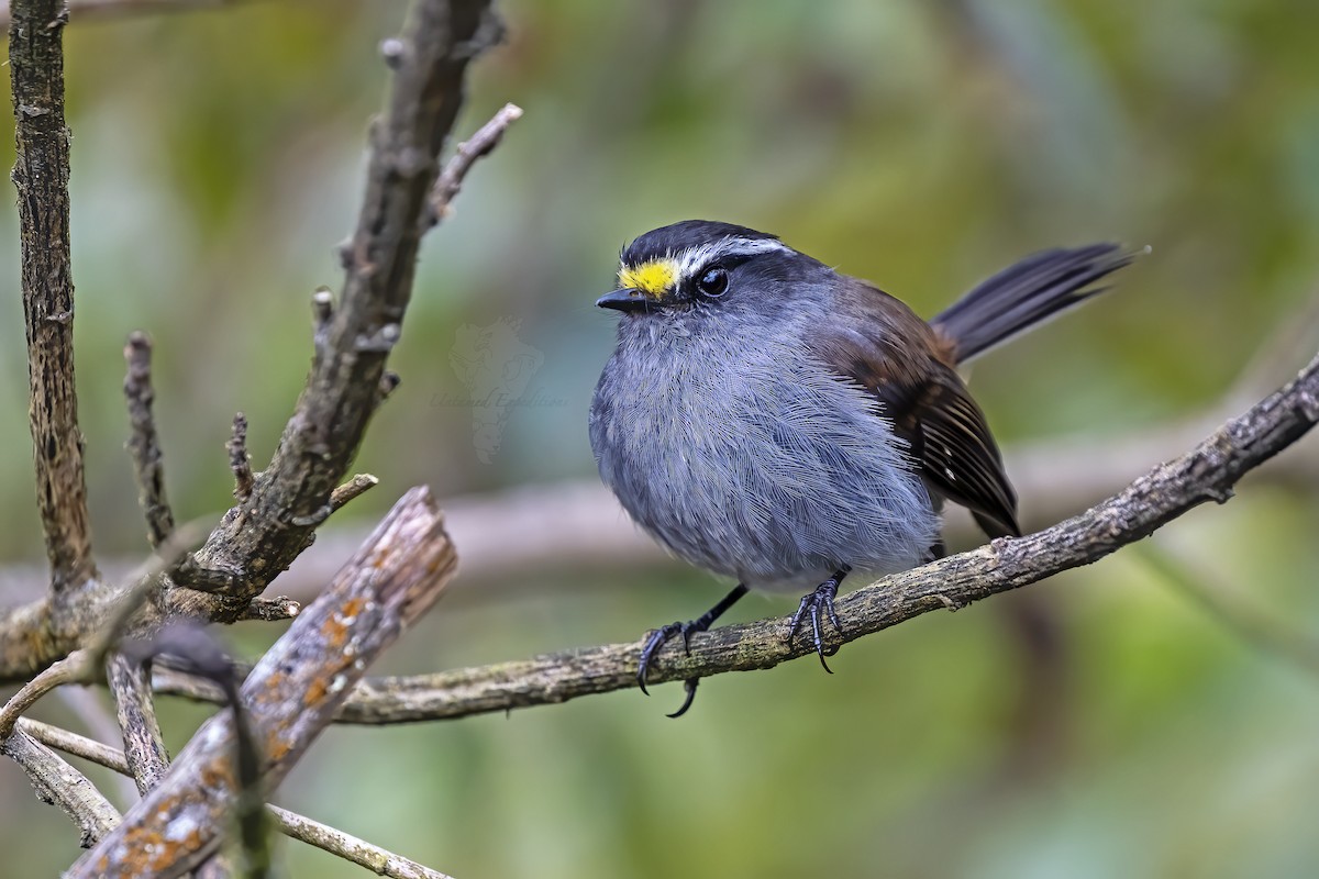 Crowned Chat-Tyrant - ML228235871