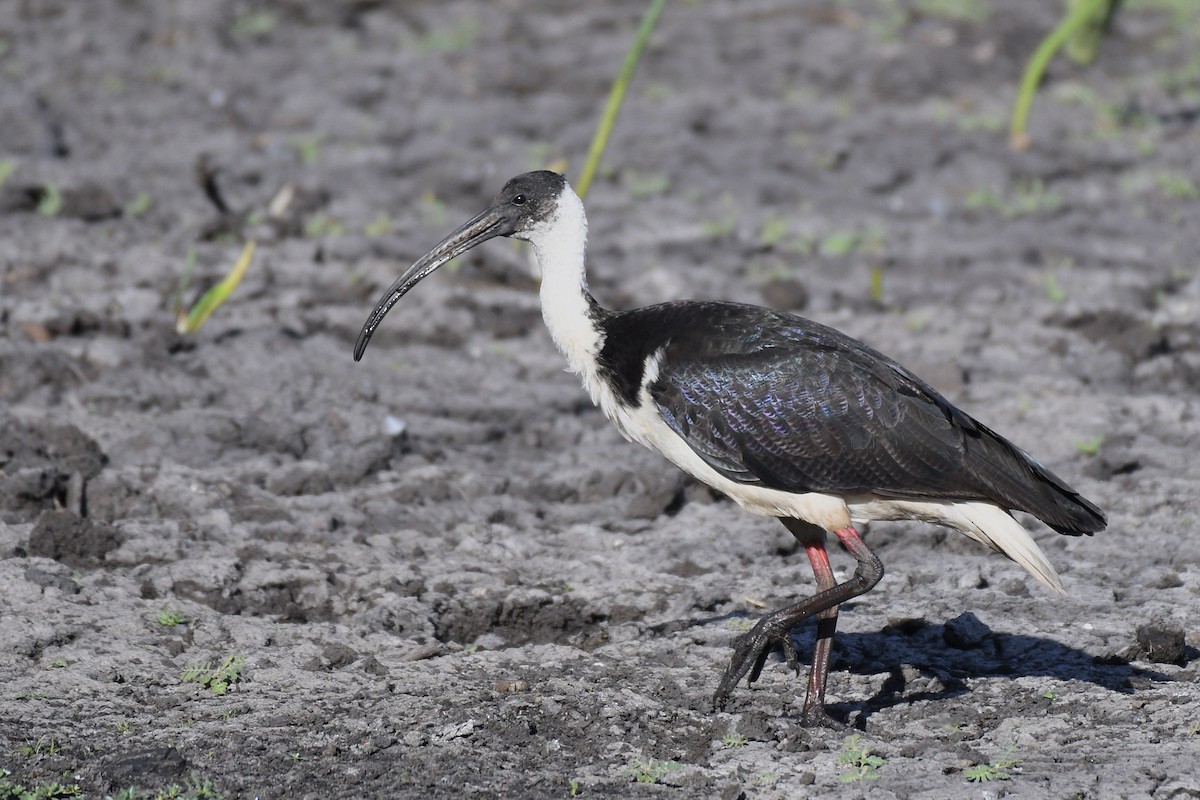 ibis slámokrký - ML228235951