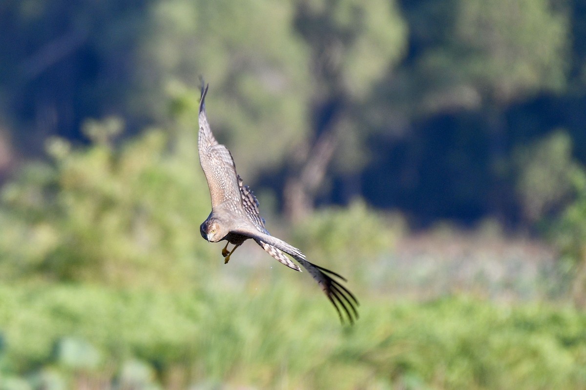 Spotted Harrier - Jacques Erard