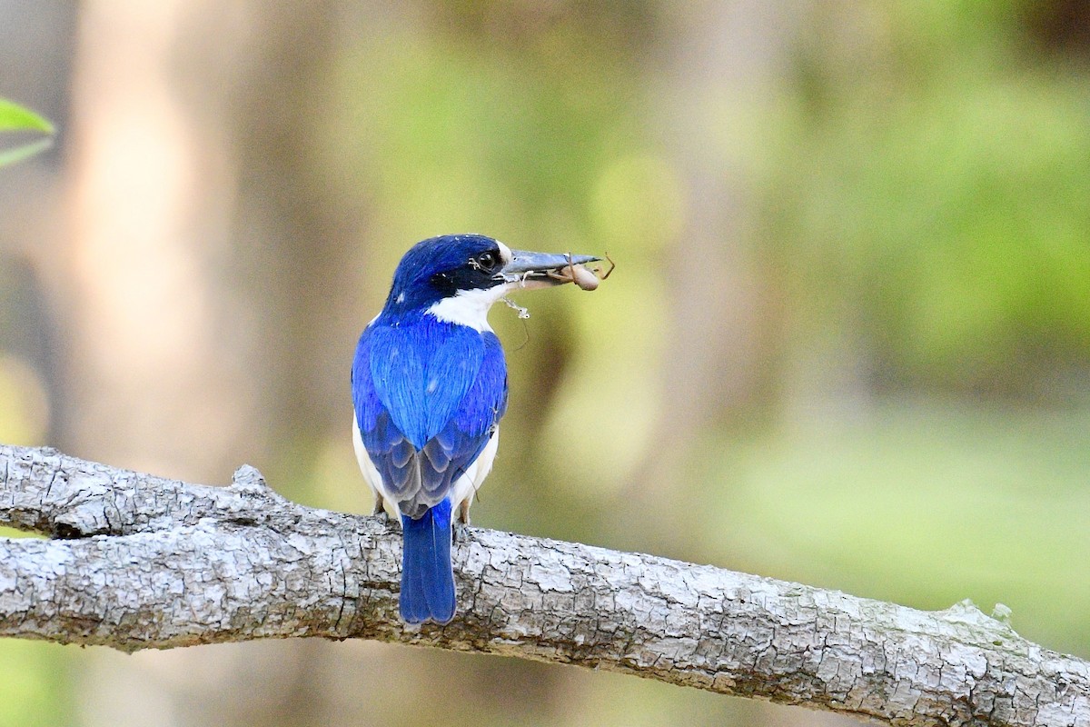 Forest Kingfisher - ML228236381