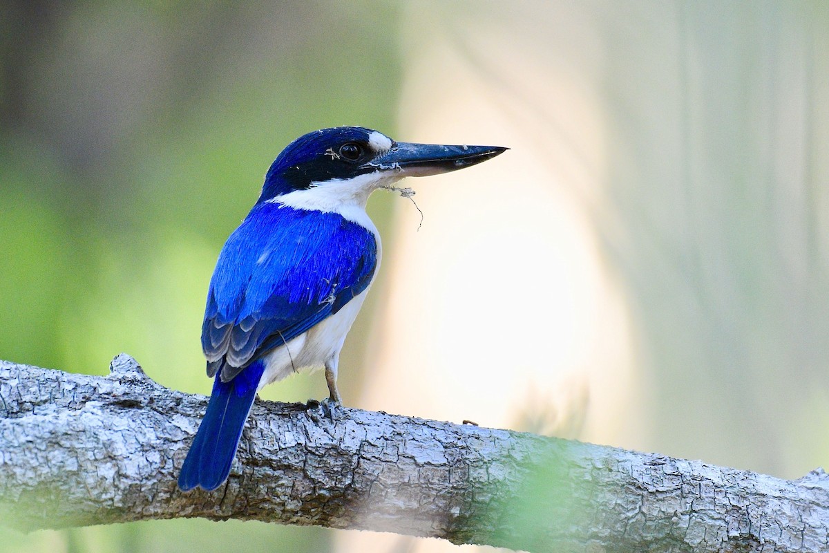 Forest Kingfisher - ML228236391