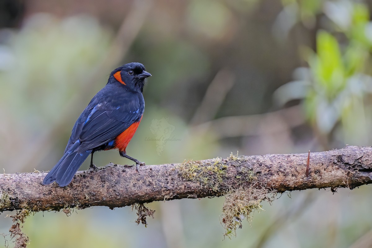 Scarlet-bellied Mountain Tanager - ML228236501
