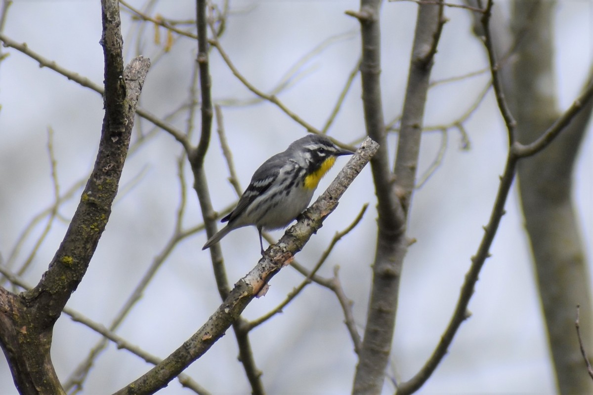 Yellow-throated Warbler - Andrea McFall