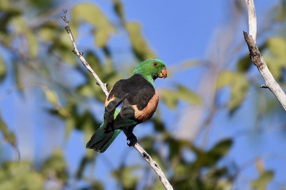 Red-winged Parrot - ML228239231