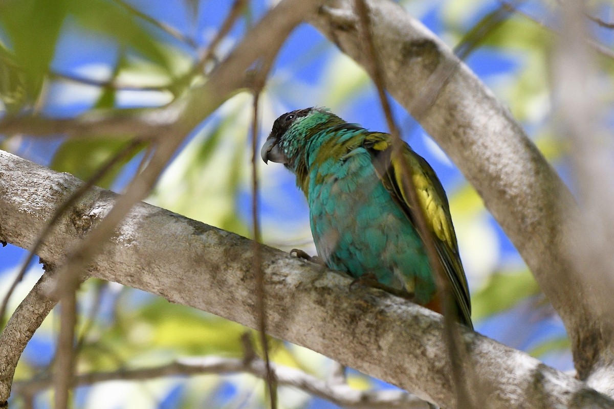 Hooded Parrot - Jacques Erard