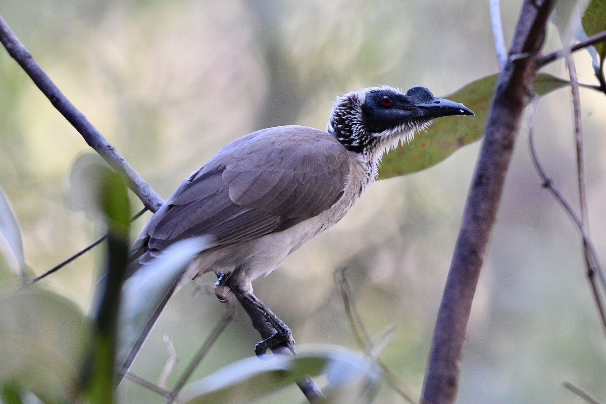 Silver-crowned Friarbird - Jacques Erard