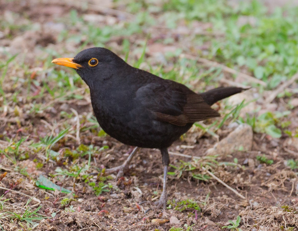 Eurasian Blackbird - José Martín