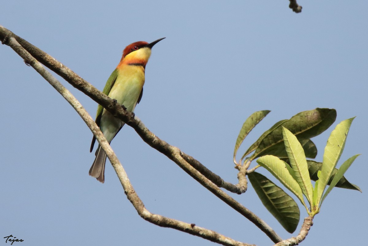 Chestnut-headed Bee-eater - tejas k rao