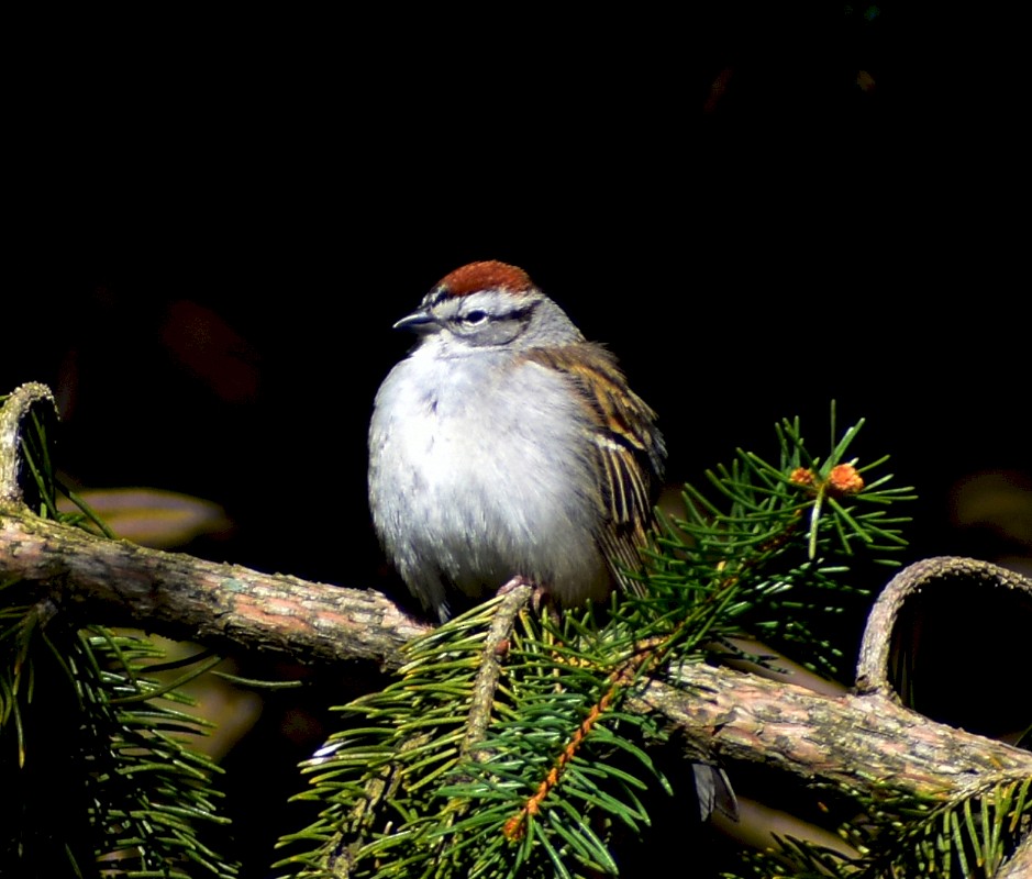 Chipping Sparrow - Regis Fortin