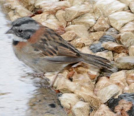Rufous-collared Sparrow - ML22824691