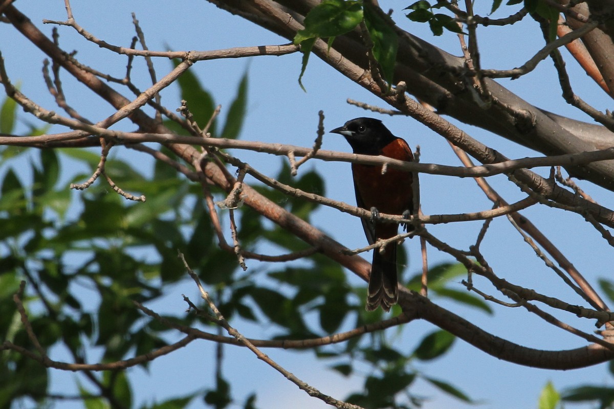 Orchard Oriole - ML228247721