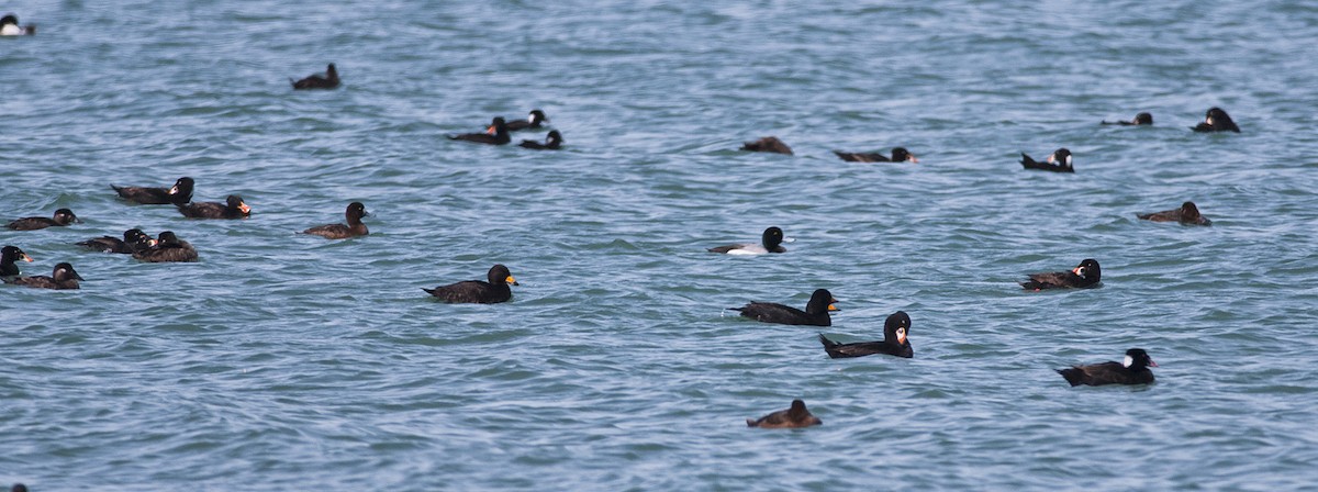 Greater Scaup - ML228249201
