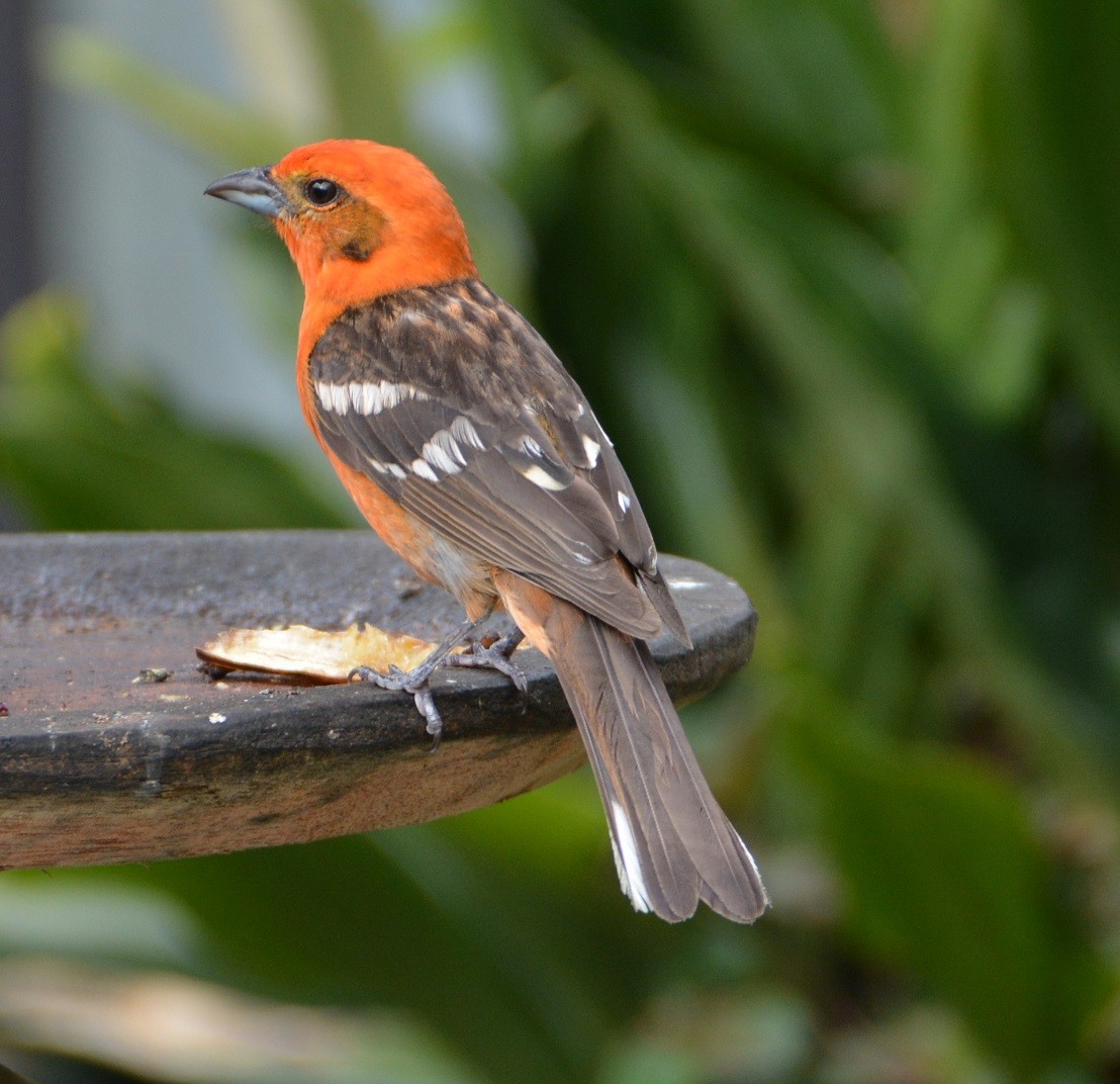 Flame-colored Tanager - ML22824941