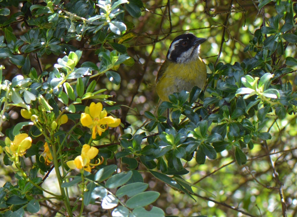Sooty-capped Chlorospingus - ML22825011