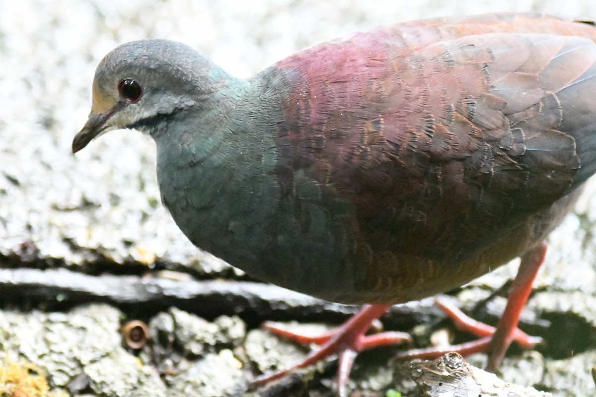 Buff-fronted Quail-Dove - ML228251491