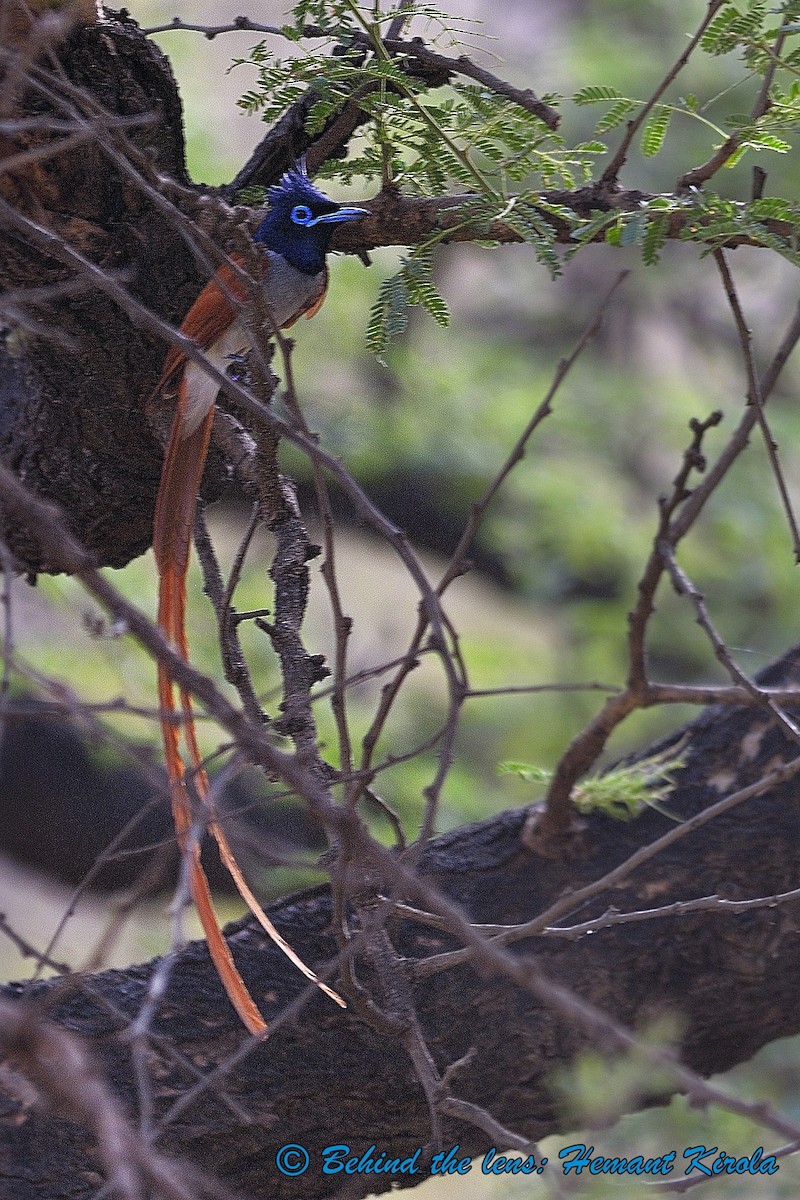 Indian Paradise-Flycatcher - Hemant Kirola