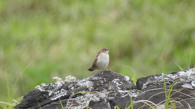 Broad-tailed Grassbird - ML228253711